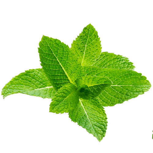 Meadowsweet for Pain Relief: A Practical Guide for Leaf Seekers