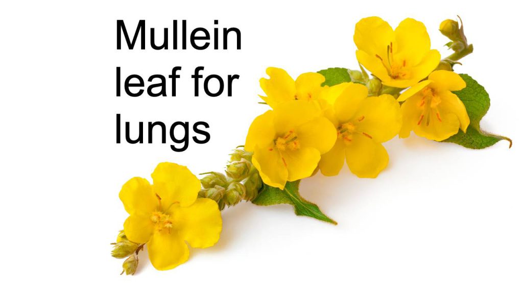 mullein leaf for lungs tea